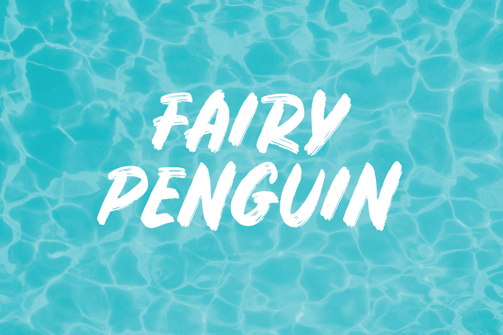 FAIRY PENGUIN - TRANSITION LEVEL – 3-4 YEARS