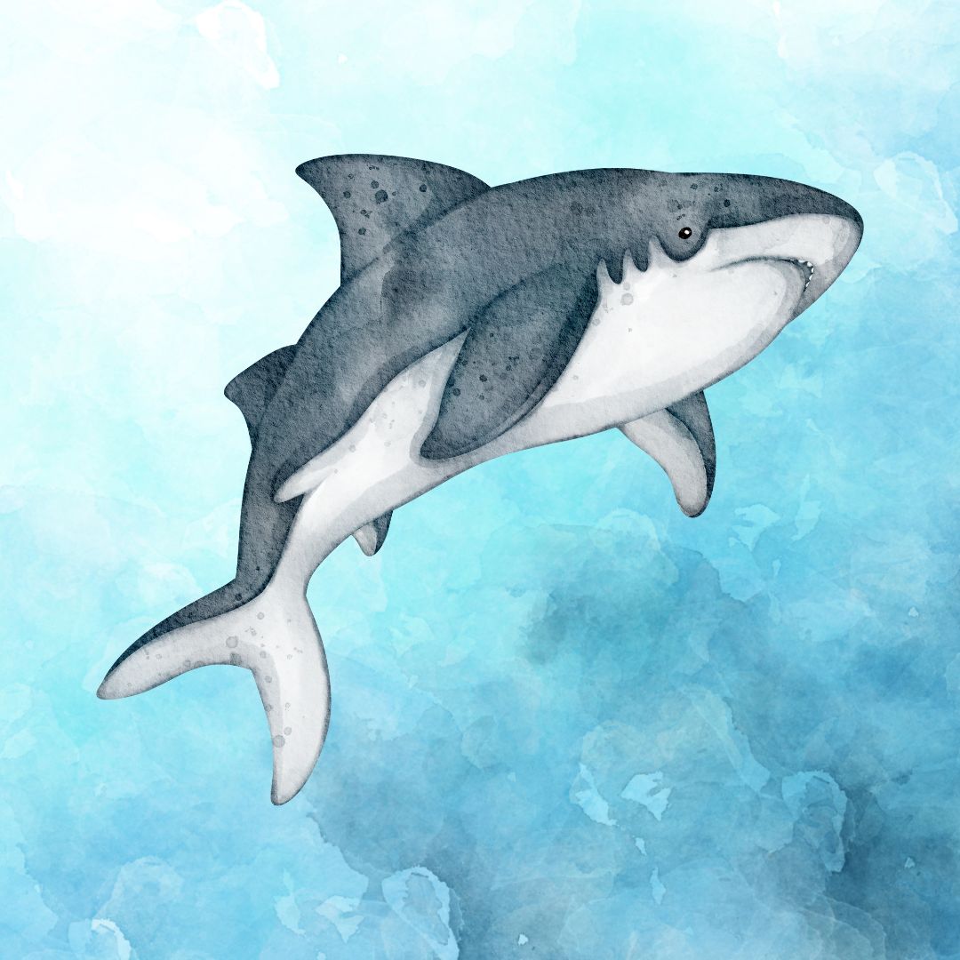 GREAT WHITE SHARK - SENIOR SQUAD 