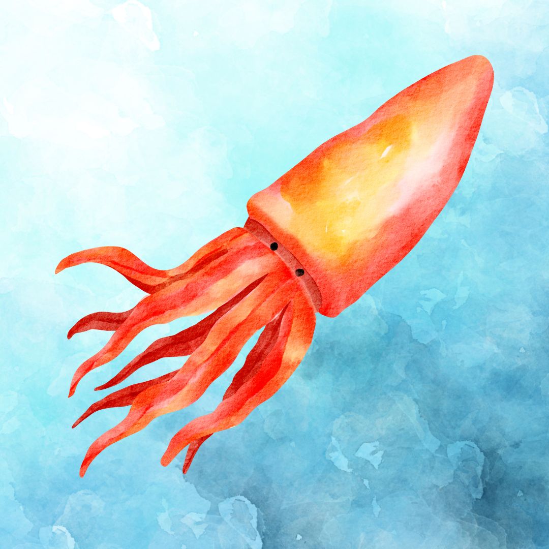 SQUID - LEVEL 8