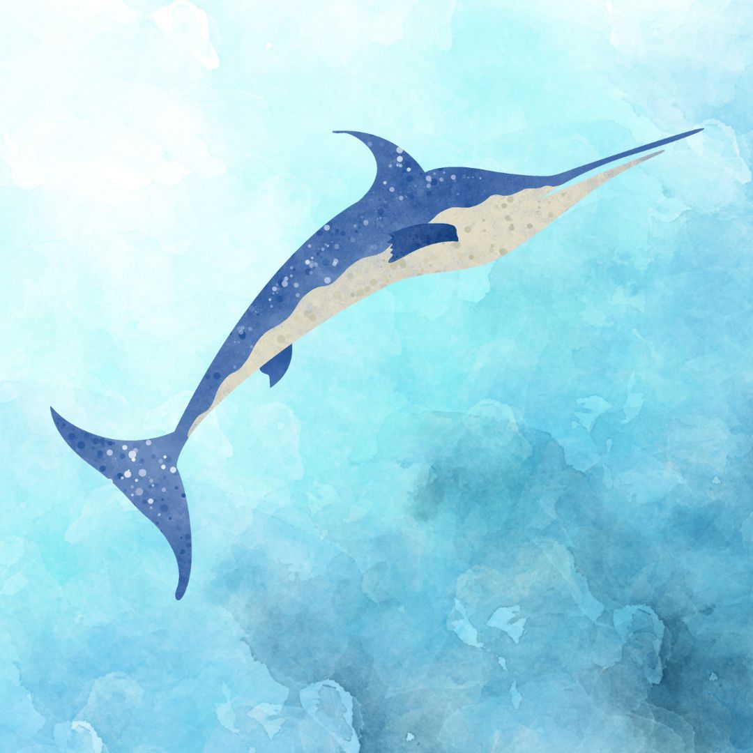 SWORDFISH - JUNIOR SQUAD 