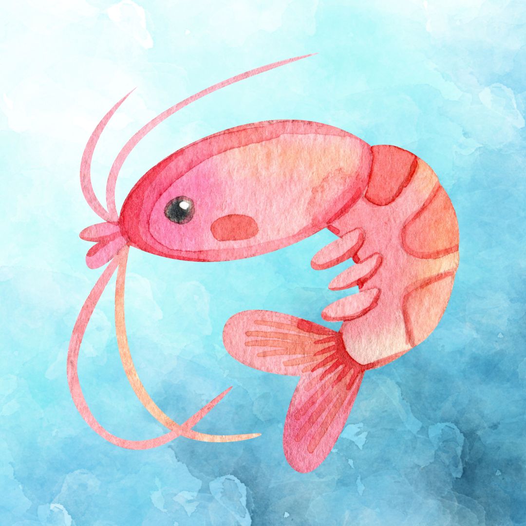 KRILL 3-6 MONTHS
