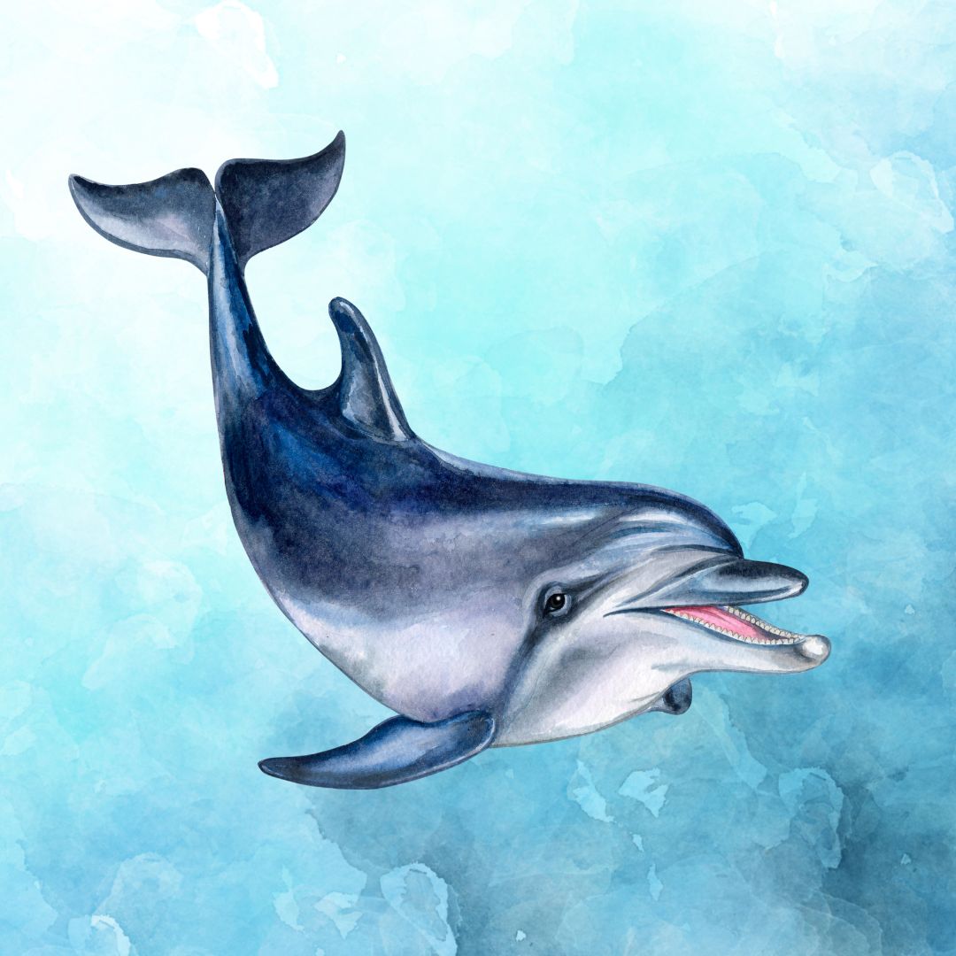 BLUENOSED DOLPHIN - MIDDLE SQUAD 