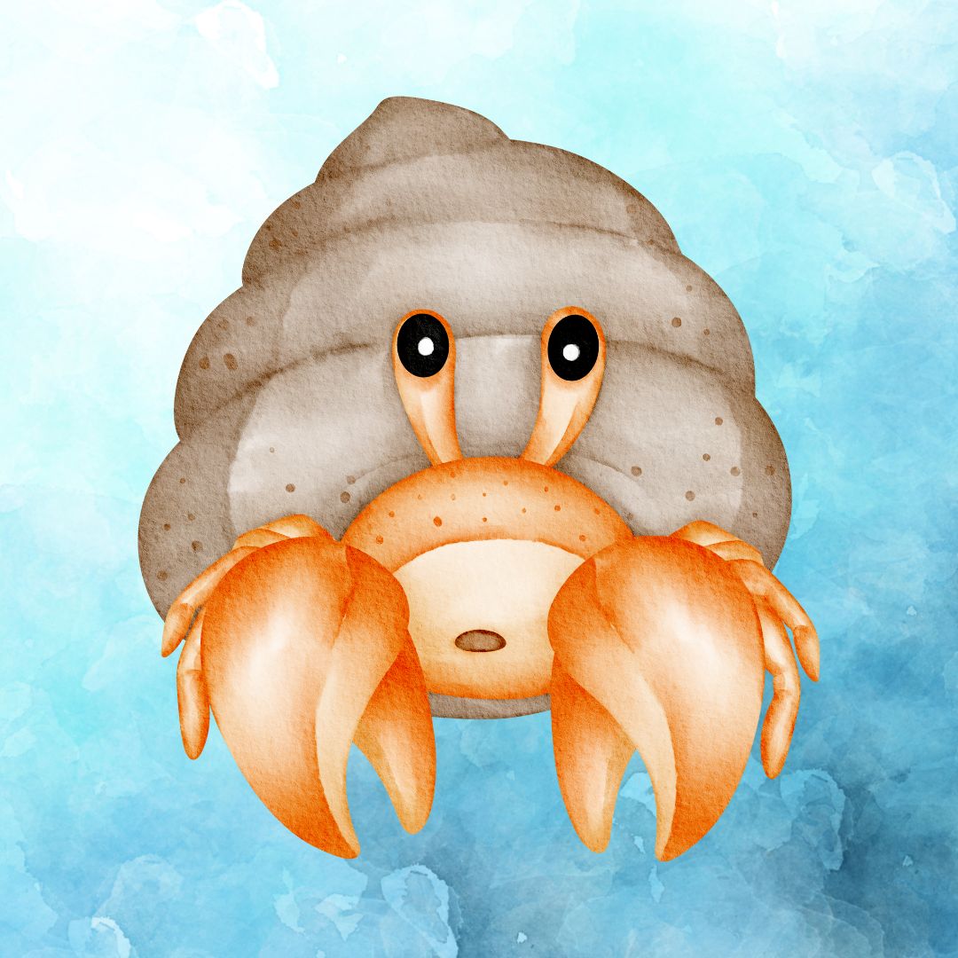 HERMIT CRAB  3-4 YEARS