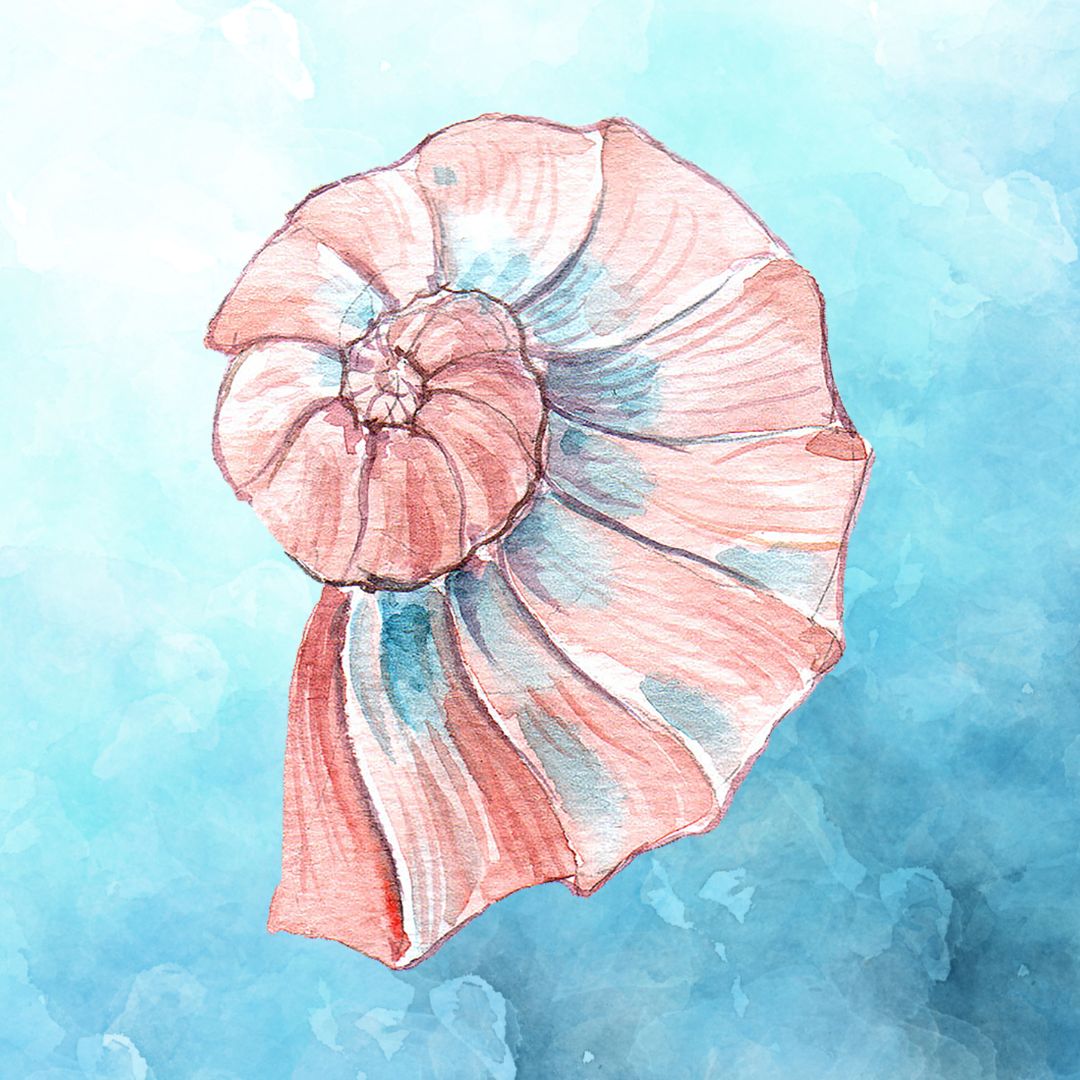 SEA SHELL 6-12 MONTHS